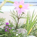 Hout Bay Beach Cottage _35_ medium size_ flowers