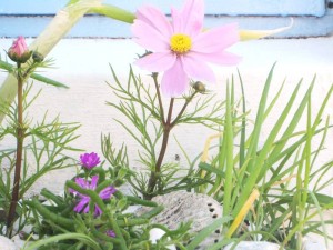 Hout Bay Beach Cottage _35_ medium size_ flowers