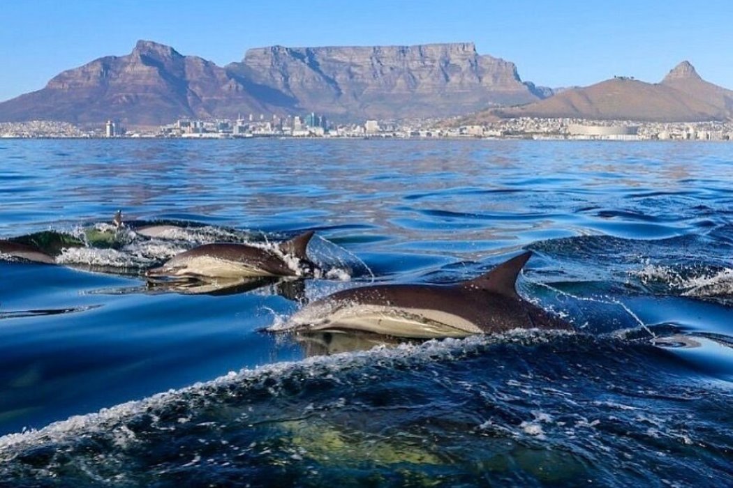 Cape Town Dolphins