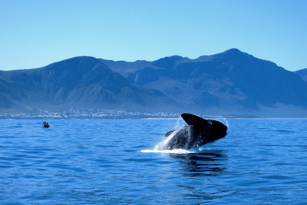 Hermanus Whale Watching