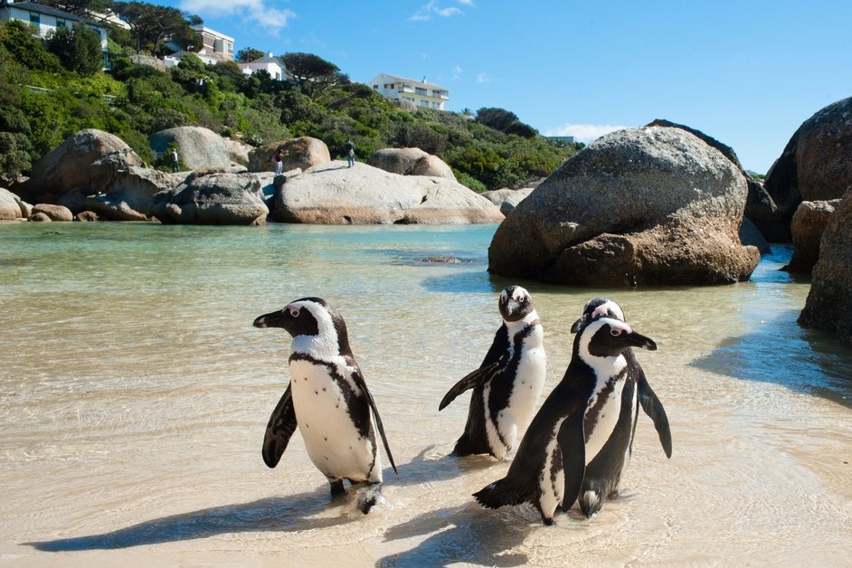 Boulders Beach Penguins